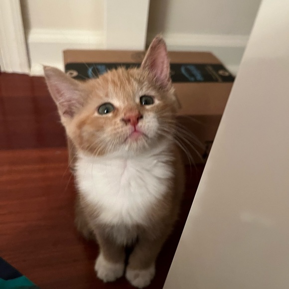 Modern, urban, witchy 🐈‍⬛🐈‍⬛ - Picture 5 of 5